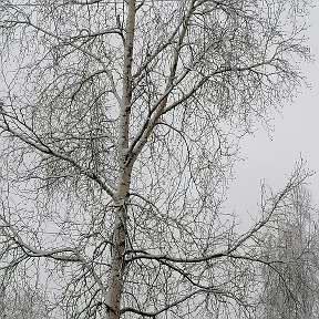 Фотография от Ирина Соловьева