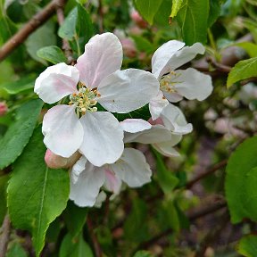 Фотография "Весна в UK 12.04.24"