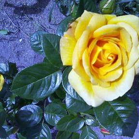 Фотография "любимые розы"