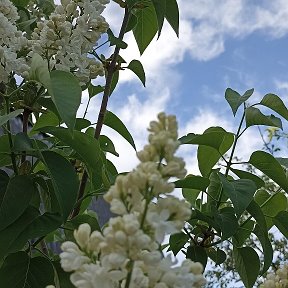 Фотография от Дарья Мысливчик(Гейкер)