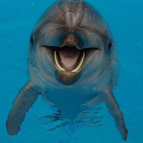 Фотография от Дельфинотерапия Дельфин и малыш