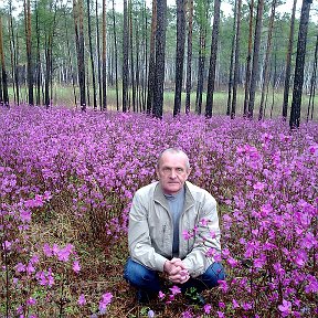 Фотография "Где-то на сопках  багульник цветёт май 2012 г."