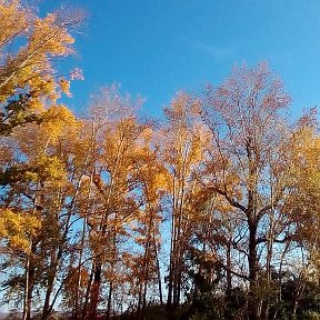 Фотография "Облетает листва облетает"