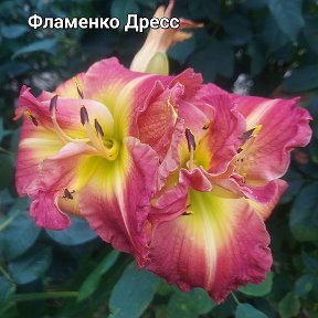 Фотография от Daylily Я