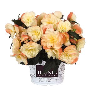 Фотография "Begonia hybrids I´CONIA Aroma Peach - Арома Пич - НОВИНКА-2022!"