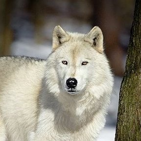 Фотография от Белый Волк
