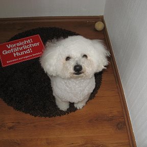 Фотография от Lücky Bichon Frise