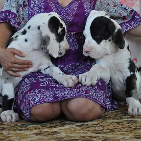 Фотография "Альрами и Пиратик. 2 месяца. Остаются дома."