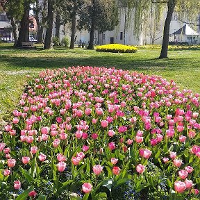 Фотография "Парк"