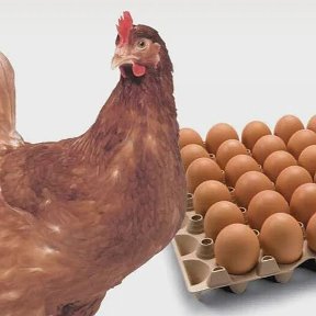 Фотография от Куриные яйца (домашние)