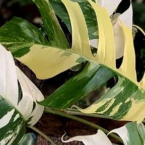 Фотография "monstera sp undetermined yellow variegated
3000₽ .  В наличии укорененные черенки."