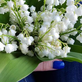 Фотография "Cele mai gingase si parfumate flori de primavara!"