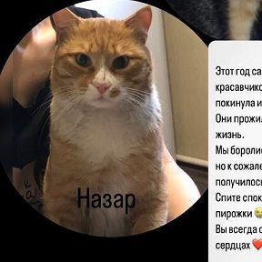 Фотография "По призрачной лунной дорожке
Уходят на Радугу кошки..
Уходят, но даже оттуда
Свет  и  Любовь  дарить будут..
Милые нежные мальчики вы сейчас все  рядышком. Я вас любила люблю и буду любить и помнить. Вы мои маленькие мягкие частички души. 😻😻😻❣️❣️❣️"