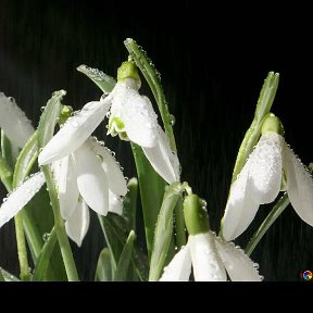 Фотография от (((Елена))) 🌸Цветы🌸