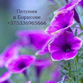 Фотография от Петуния Борисов