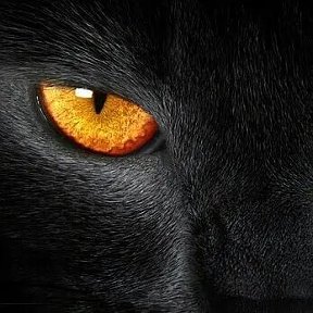 Фотография "Чёрен как уголь...

Чёрен как уголь,
А душа бела как снег.
Мой любимый кот.
Он выглядит как демон,
Но я-то знаю — ангел.             © Светлана Сазонова-Лань      Светлана  08 апр 2023"