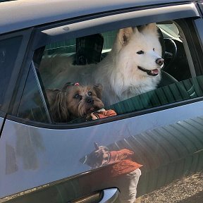 Фотография "У меня два красавца. Боня и Лами. Белая собака сына. "