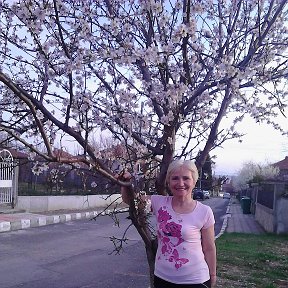 Фотография "Март в Болгарии.Цветет миндаль."