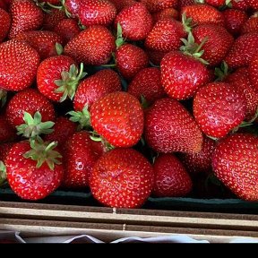 Фотография от Berry Farm Продажа клубники