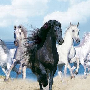 Фотография от Black Horse Never look back