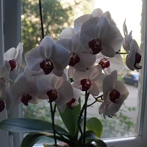 Фотография "Мои любимые Орхидеи опять радуют своим цветением!!!"