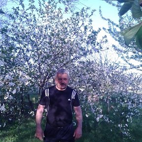 Фотография "мой вишневый сад"