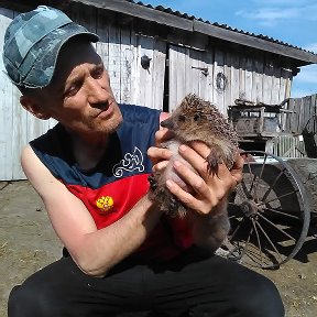 Фотография "Ежи у нас доверчивые"