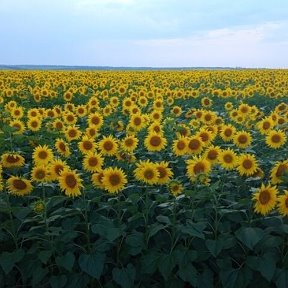 Фотография от юлия кудрявцева(денисенко)