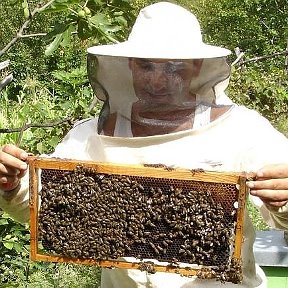 Фотография "Мёд с собственной пасеки, расположенной в экологически чистом районе Курской области, стоимостью всего 900 рублей. "