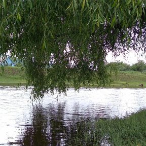 Фотография "Ивушка-старушка и речушка наша сегодня."