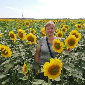 Фотография "Краснодарский подсолнух."