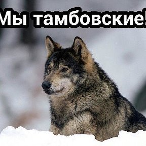 Фотография от Тамбовский Волк