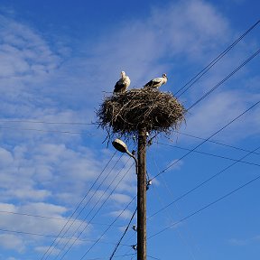 Фотография "вот так живут аисты.борисов"