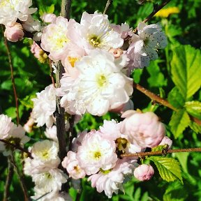 Фотография "Весна🌸☀️🌿🌷"