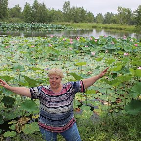 Фотография "август 2021 г. Хабаровский край, Бикинский район, окрестности г. Бикин, на озере вид Лотос Комарова"