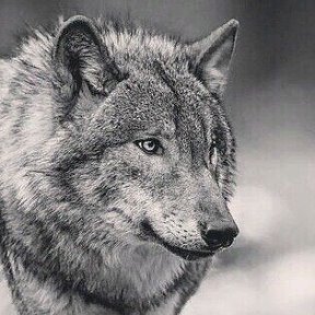 Фотография от Волк По жизни