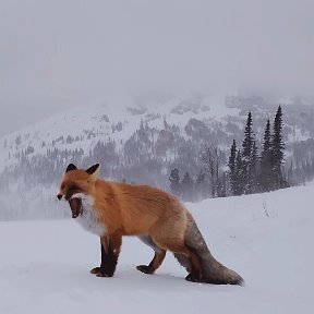 Фотография от Анна Корчевая