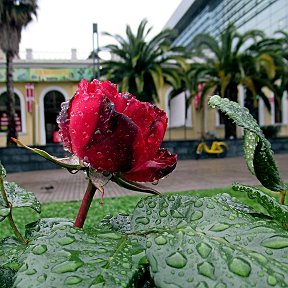 Фотография "Адлерская майская роза."