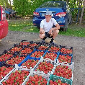 Фотография от Рассада Ягода Клубники Чебоксары