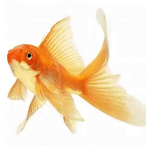 Фотография "Золотая рыбка сделай счастливым. уже сделала. Бог поможет во всём-главное искренне верь"
