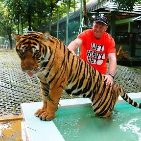 Фотография "Массаж спинки и тигры любят"