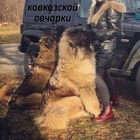 Фотография от ЛЕГЕНДА ЖАМИЛЯ 🐕племенной питомник🐕