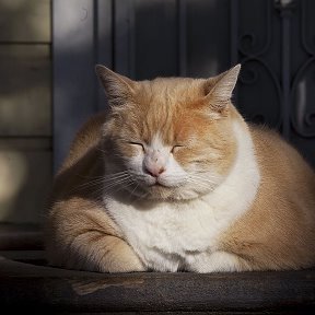 Фотография от fat cat