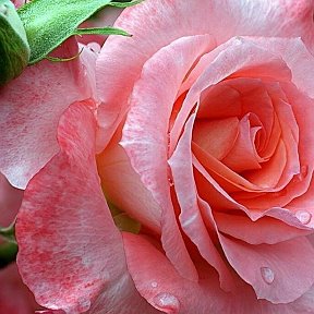 Фотография от Цветок Хризантема