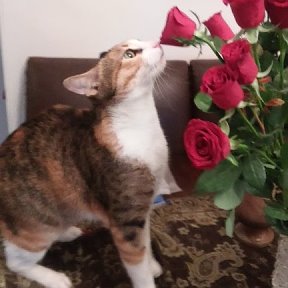 Фотография "как хороши как свежи эти розы"