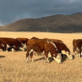 Фотография от ОБЪЯВЛЕНИЕ КУПИ ПРОДАЙ СЕЛЬХОЗ ЖИВОТНЫЕ