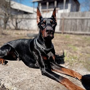 Фотография "Наш Зак"