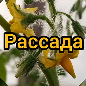 Фотография от Рассада вКокшетау