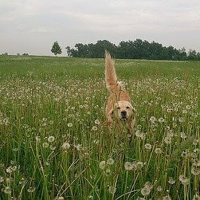 Фотография от NikoлаЙ KаракоzoV