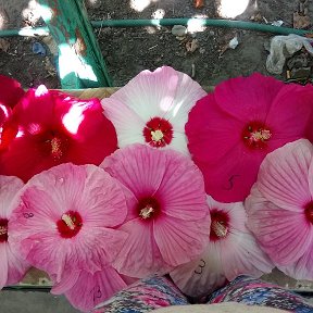 Фотография от Ксения Растения продажа цветов